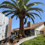 Landscaping palm tree trimming